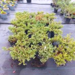 Borievka čínska (Juniperus chinensis) 'PLUMOSA ALBOVARIEGATA´ - výška 20-30 cm, ⌀ 30-40 cm, kont. C2L / C4L - 2. Trieda/Kvalita B